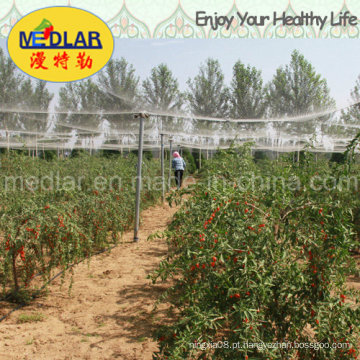 Ninharia Especialidade Ningxia Secas Wolfberry